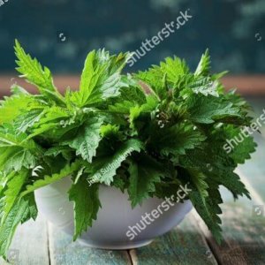 anapur contains stinging nettle